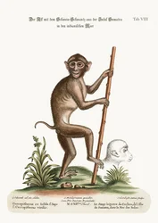 The Pig-tailed Monkey, from the Island of Sumatra, in the Indian Sea, 1749-73